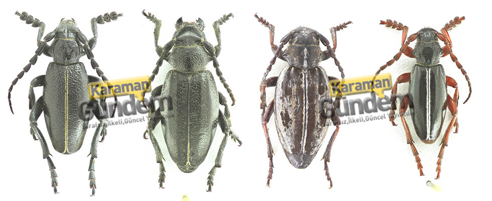 Karaman ve Konya’da 4 Yeni Böcek Türü Keşfedildi